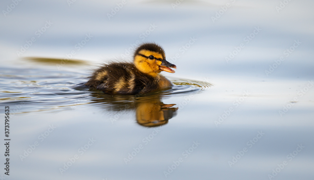 Mallard ducklings