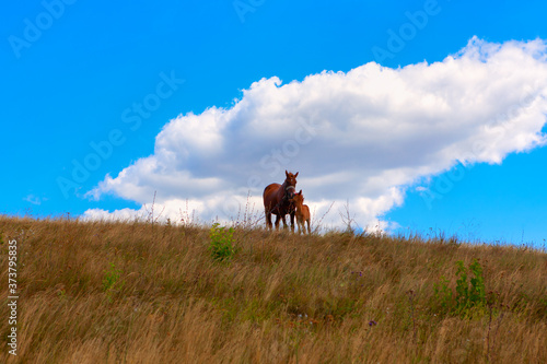 Mare and foal on the hill . Horses standing on the hilltop © russieseo