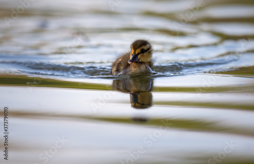 Mallard ducklings © Jillian