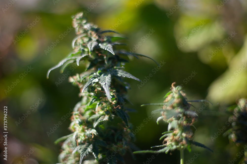 Marijuana grows in nature. Marijuana grows in nature.