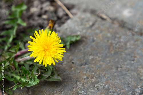 The flower grows from a stone. Striving for life. Natural background, plant and stone. Selective focus