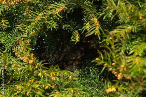 Christmas Fir tree brunch textured Background. Fluffy pine tree brunch close up. Green spruce