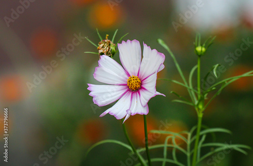 Weiße Blume mit pinkem Rand 