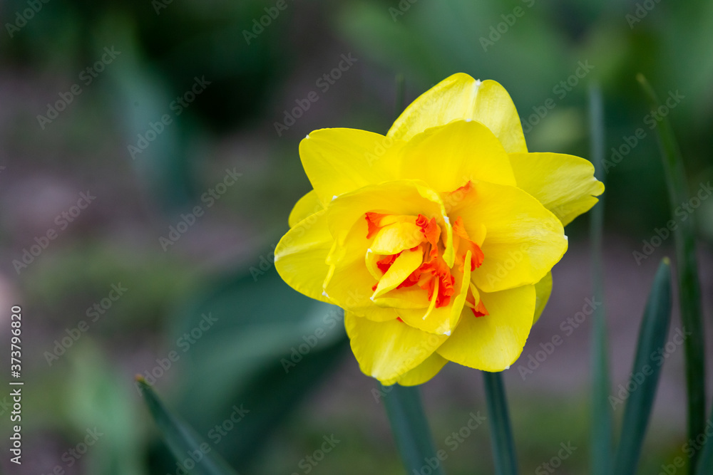 Yellow flowers on green background. Garden flower Yellow flowers on green background. Garden flower