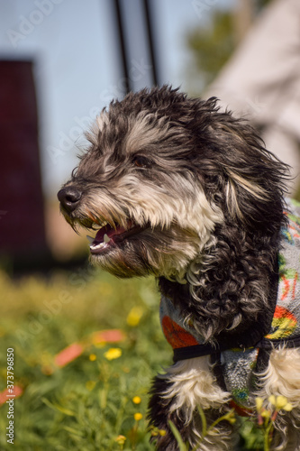 perro
mascota
feliz
jugando