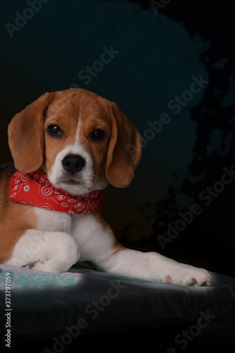 perro
beagle
mascota