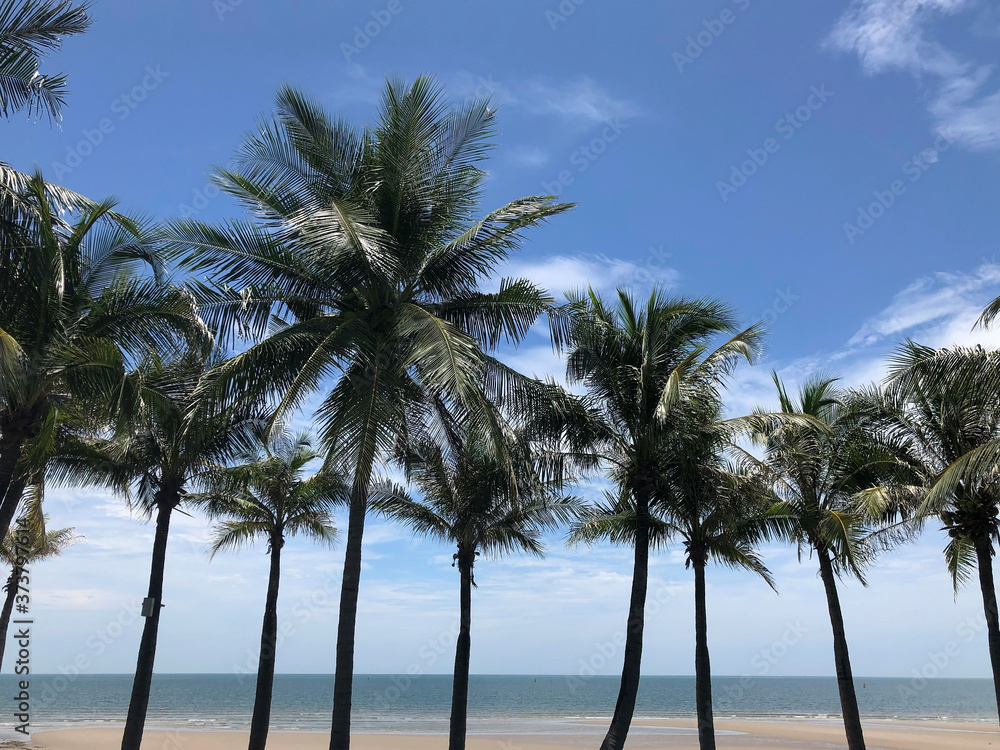 Coconut palm trees on beach summer background