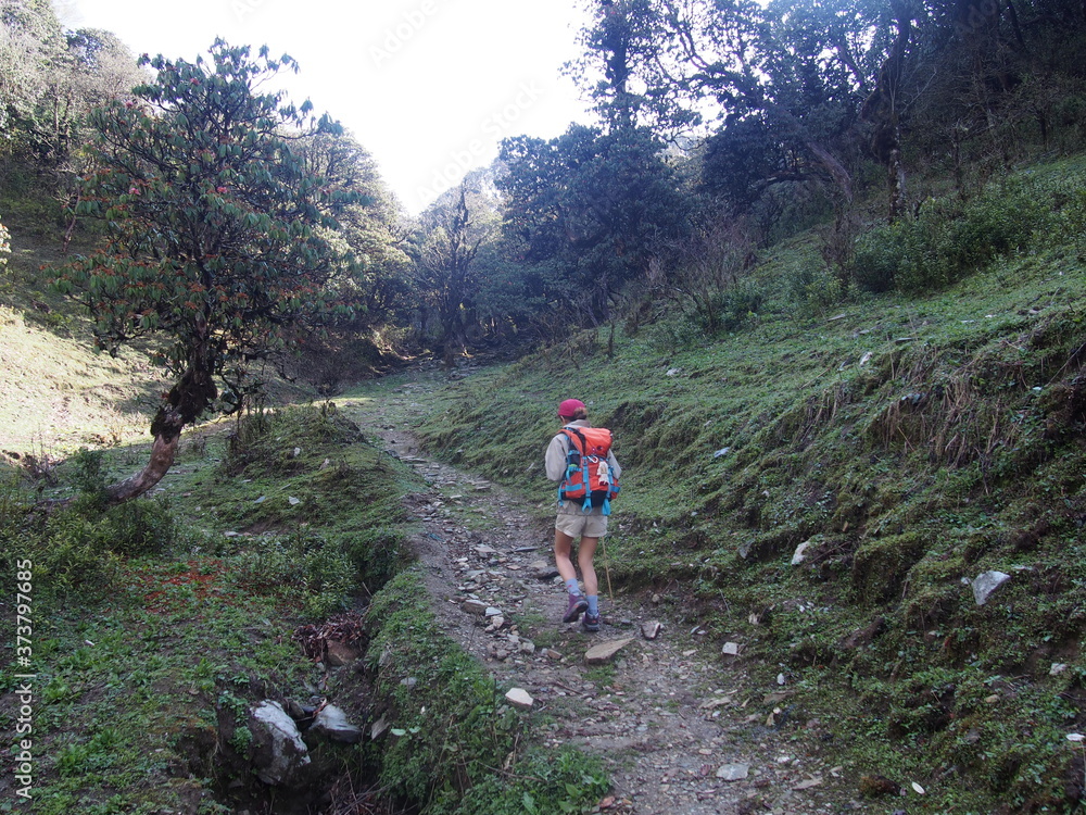 Fototapeta premium A walk in green nature, ABC (Annapurna Base Camp) Trek, Annapurna, Nepal