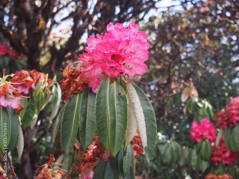 Beautiful flowers we found on our way up the mountain, ABC (Annapurna Base Camp) Trek, Annapurna, Nepal