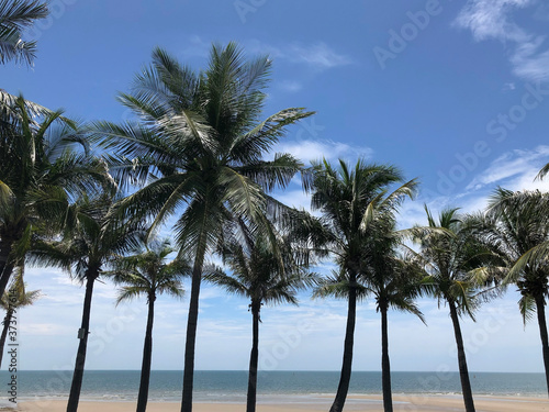 Coconut palm trees on beach summer background © panchanok