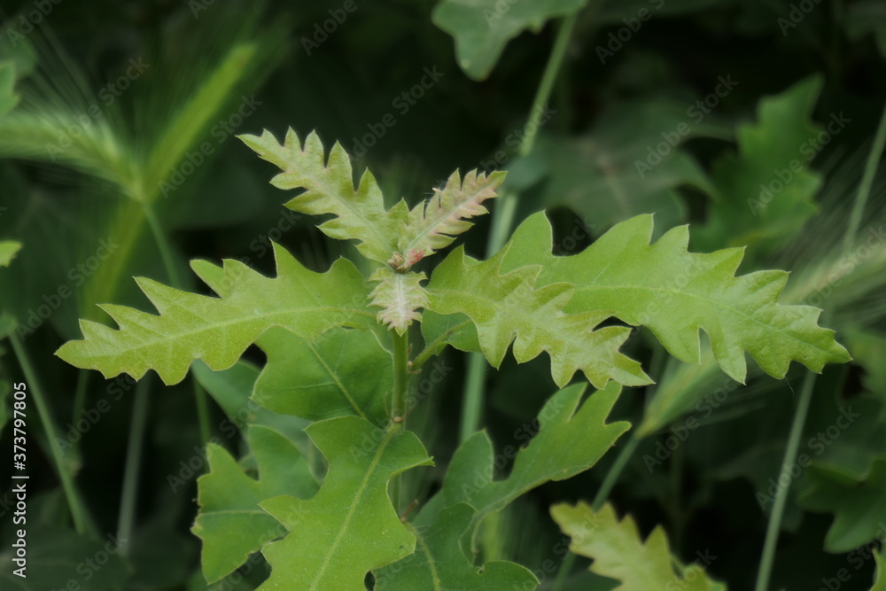 Naklejka premium green leaf of a vine