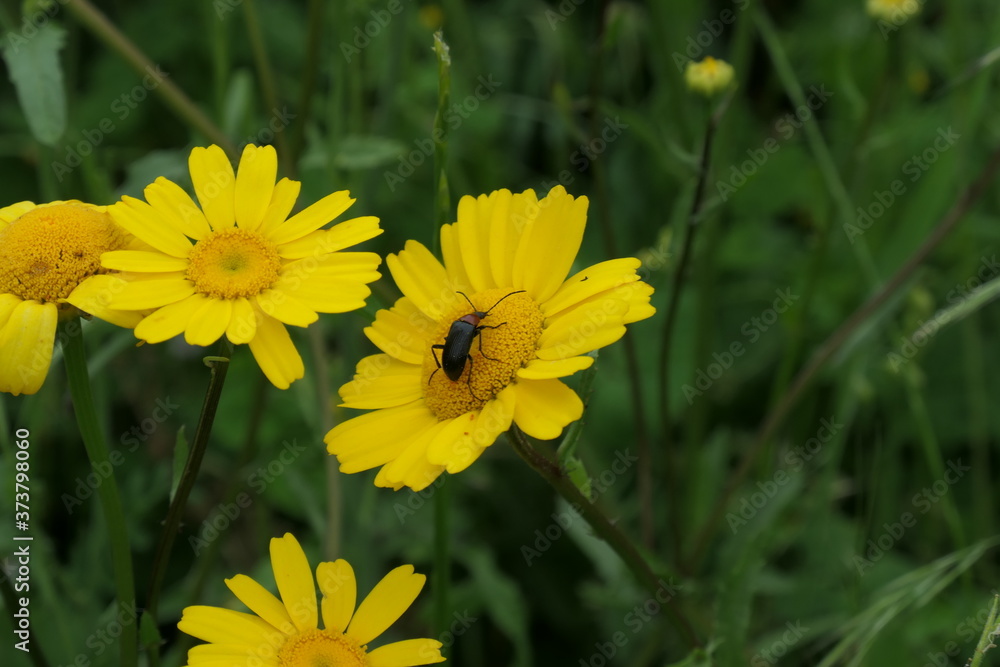 yellow dandelion flower yellow dandelion flower