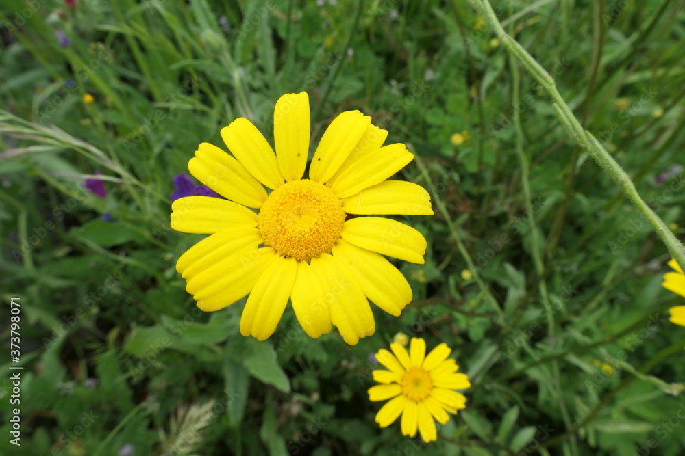 Obraz premium yellow dandelion flower