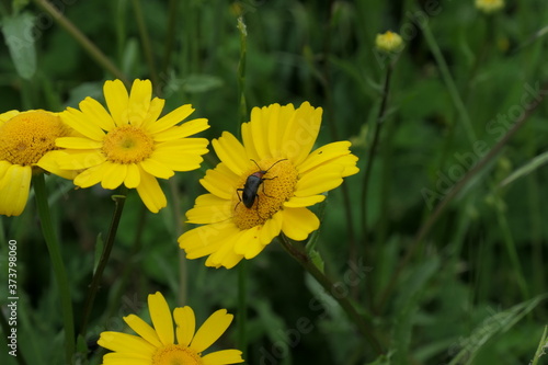 yellow dandelion flower