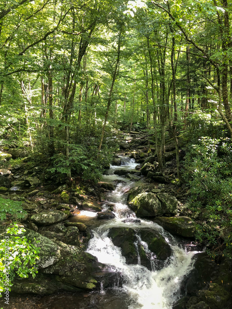 Fototapeta premium Smokey Mountain stream 