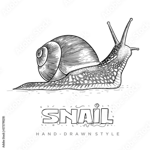 vector snail in hand drawn style. realistic animal illustrations