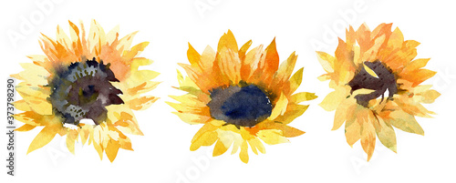 Sunflowers buds. Hand drawn watercolor illustration on white background