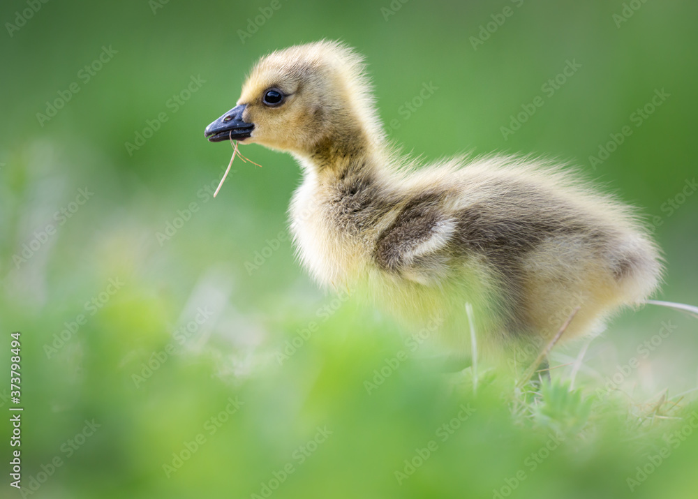 Canada goose goslings Canada goose goslings
