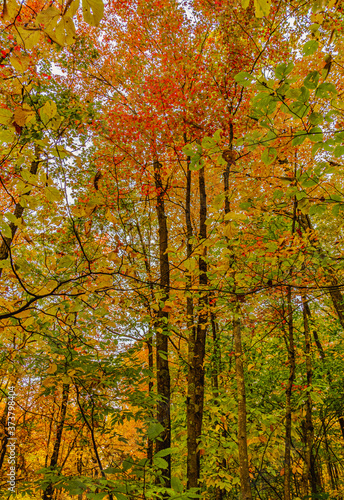 Bright multi-colored canopy in an autumn forest