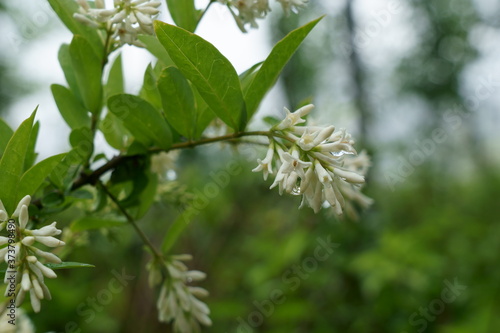 初夏に筒状の白い花を咲かせるイボタノキ