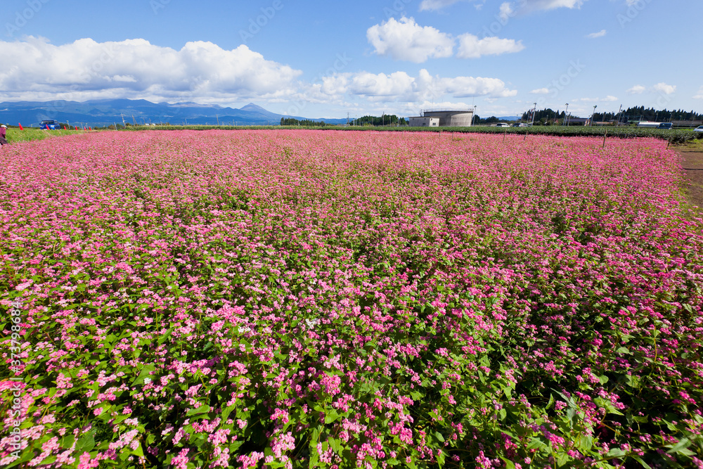 赤そばの花畑から霧島連山を望む