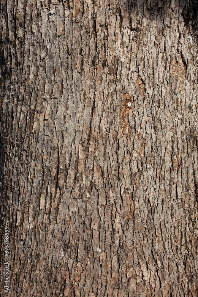 Obraz premium クスノキの樹皮