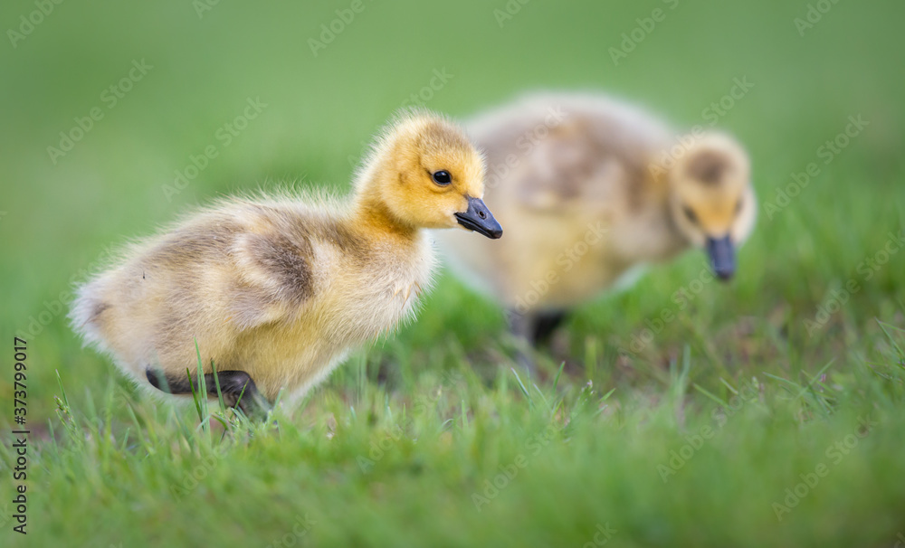 Goslings in the spring Goslings in the spring