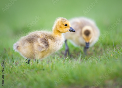 Goslings in the spring