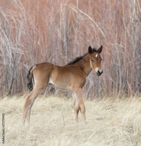 foal in the field