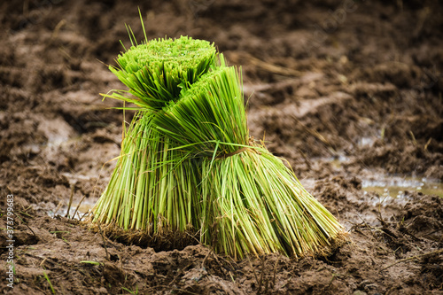 Rice Bundles in Nakhon Nayok, Thailand