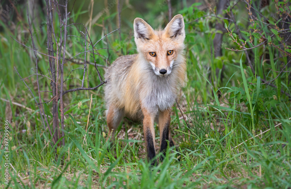 Red fox kit