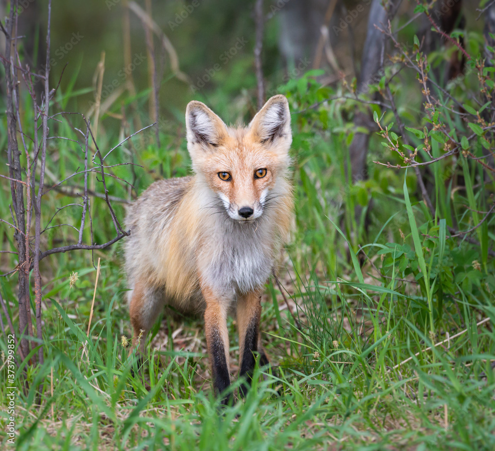 Fototapeta premium Red fox kit