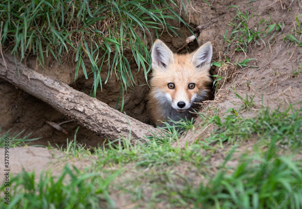 Obraz premium Red fox kit