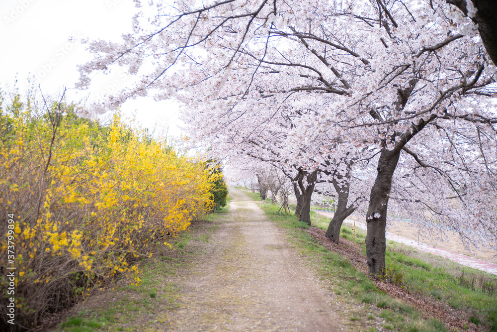 봄 꽃이 활짝 핀 산책길