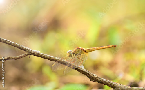 Close up detail of dragonfly.  dragonfly image is wild with blur background. Dragonfly isolated. Dragonflies on tree trunks