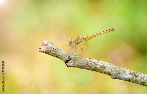 Close up detail of dragonfly.  dragonfly image is wild with blur background. Dragonfly isolated. Dragonflies on tree trunks