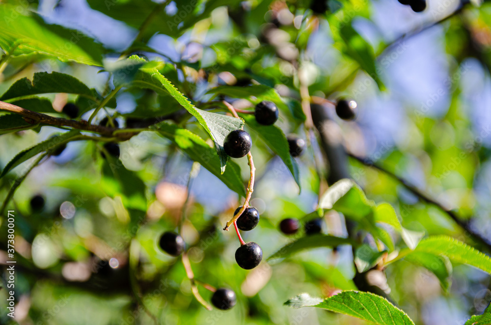 Ripening cherry fruits in the garden on a summer day. Ripening cherry fruits in the garden on a summer day.