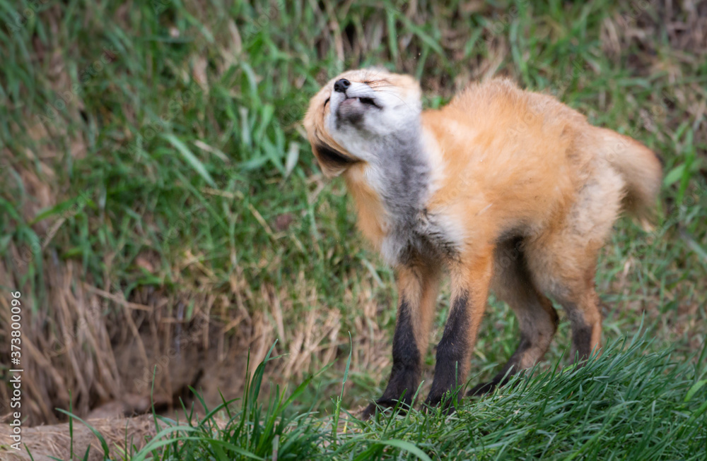 Fototapeta premium Red fox kit