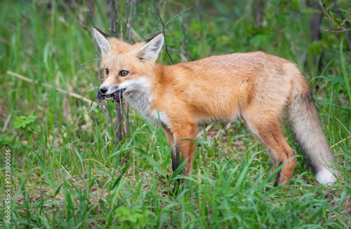 Red fox kit