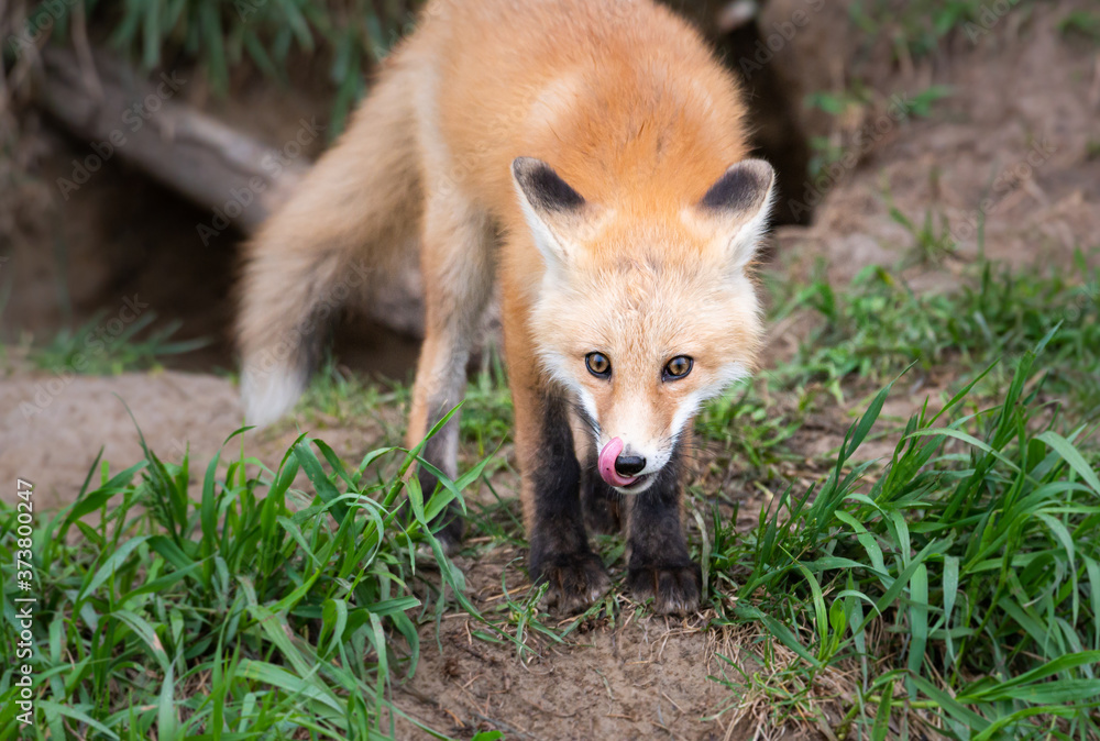 Fototapeta premium Red fox kit