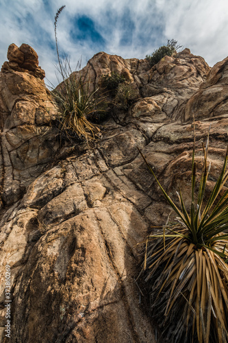Sotol Yucca And Spheroidal Weathering On The Rocks Of The Grapevine Hills, Big Bend National Park, Texas, USA photo