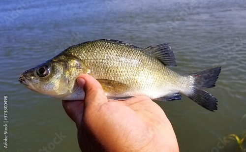 Holding a white perch before it is released into the water