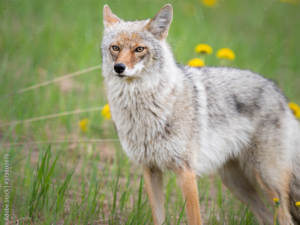 Coyote in the wild Coyote in the wild