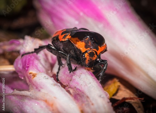 This detailed macro nature image shows a colorful Harlequin (Gymnetis thula) beetle eating a flower. photo