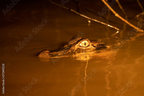 Pacaya Samiria Reserve, Peru. Spectacled caiman at night in the Dorado River. photo