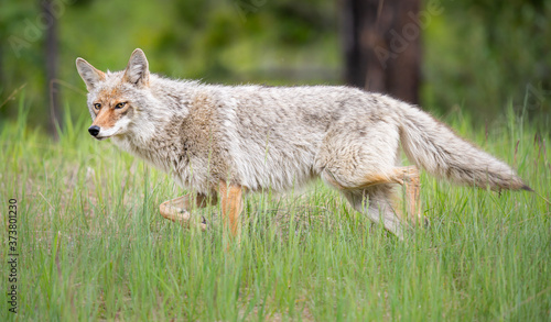 Coyote in the wild