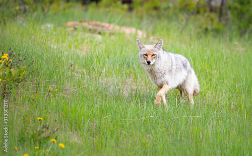 Coyote in the wild