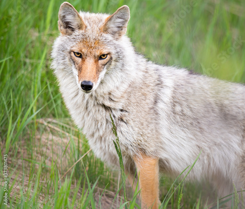Coyote in the wild © Jillian