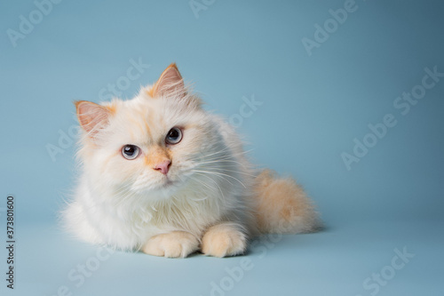 white Siberian cat