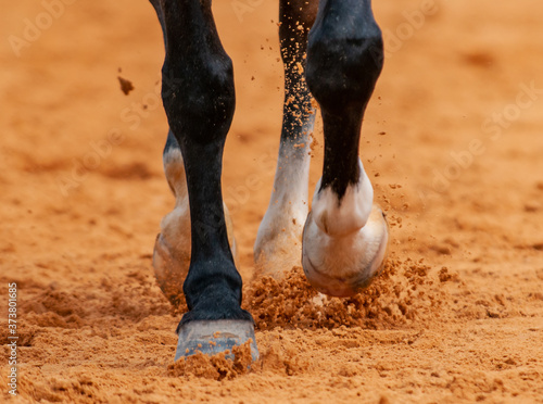 Equestrian © Timothy
